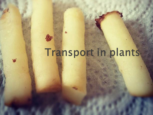 Transport in plants B2 Edexcel