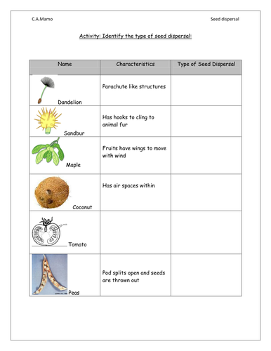 Seed dispersal worksheet | Teaching Resources