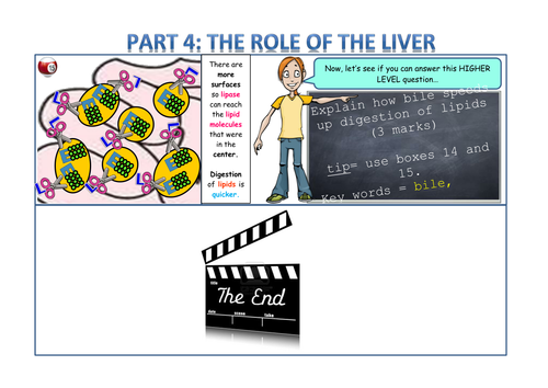 The role of the liver and bile