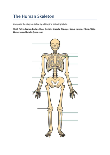 The Human Skeleton | Teaching Resources