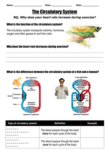 Circulatory system - Sushi analogy @ELSS_Biology