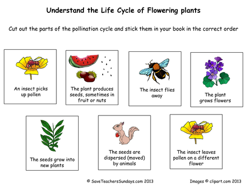 PLANTS, including parts of, growth and seed disper by ... flower printable venn diagram 