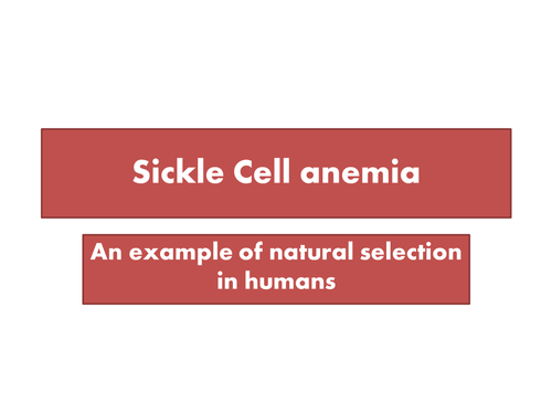 Natural Selection and Sickle Cell Anemia