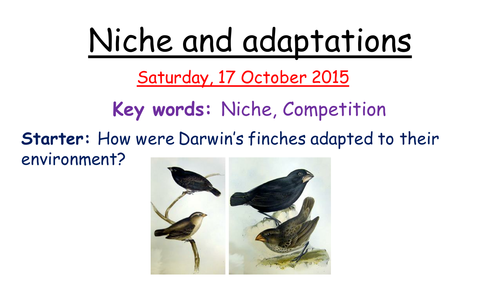 Niche and adaptations