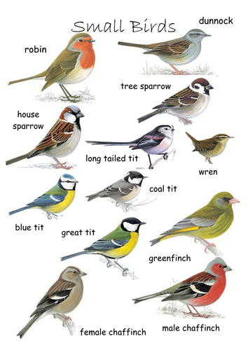 Bird identification by giraffe77 - Teaching Resources - TES