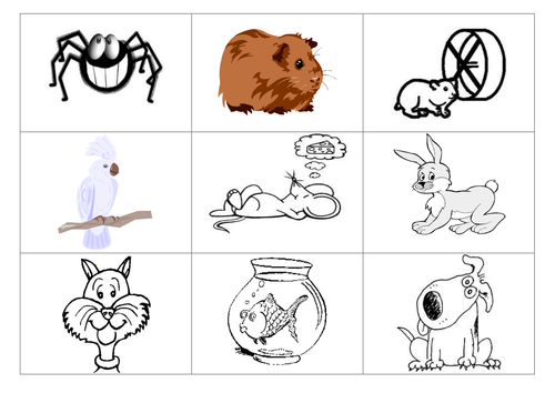 Les animaux, les couleurs, l'accord de l'adjectif