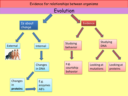 DNA hybridisation in pictures!