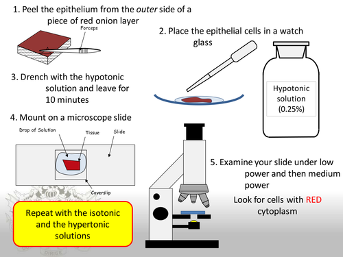 Osmosis in Red Onion Cells