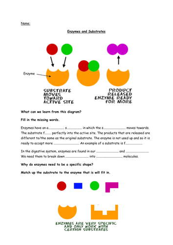 Enzymes and their Substrates