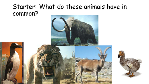 Extinction and fossils lesson