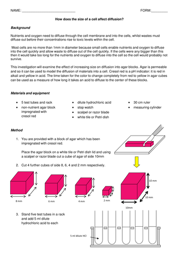How does the size of a cell affect diffusion?
