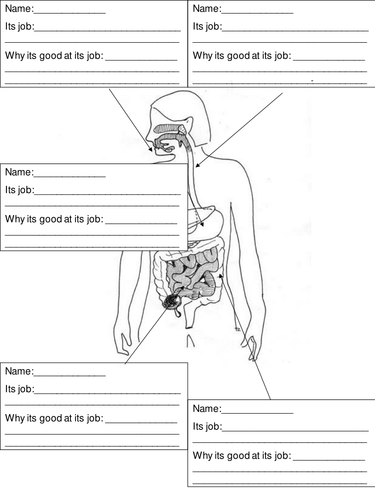Digestive System Independent Learning Activity