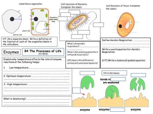 Ocr a level biology notes picture