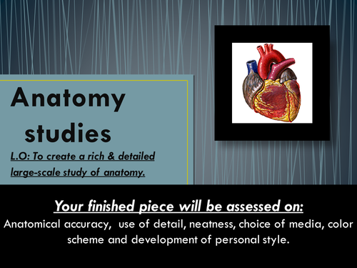 Anatomy studies
