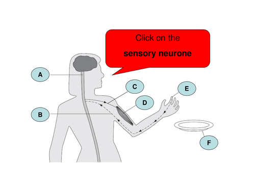 Reflex Arc Activity | Teaching Resources