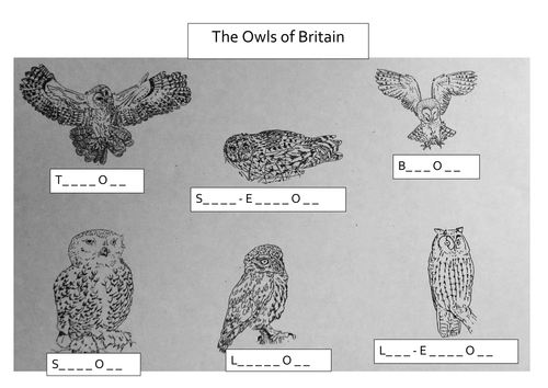 Owls conjunctions and identification sheet
