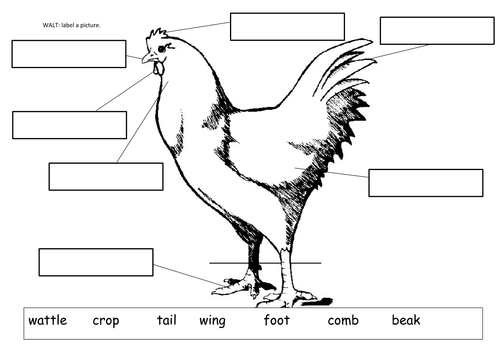 Label a chicken | Teaching Resources