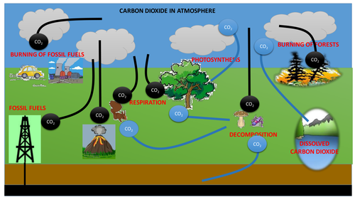 The Carbon Cycle with animation | Teaching Resources