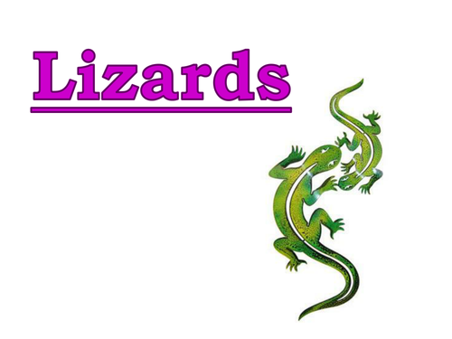 Lizards