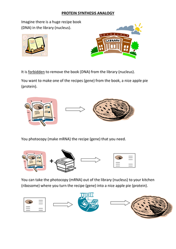 PROTEIN SYNTHESIS ANALOGY