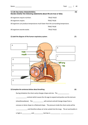 Respiration, the respiratory system and transport | Teaching Resources