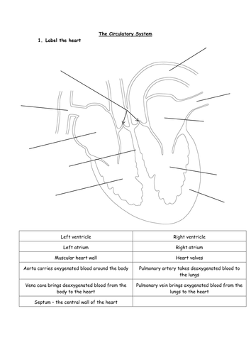 The Blood and Blood Vessels