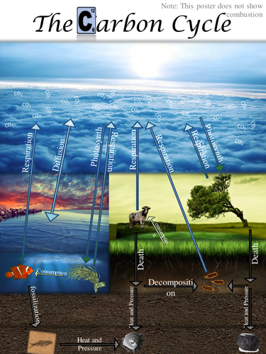 Carbon Cycle Poster / Revision Aid