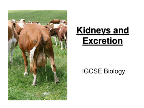 Excretion & the kidneys