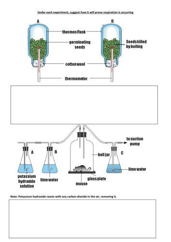 respiration experiment ks3