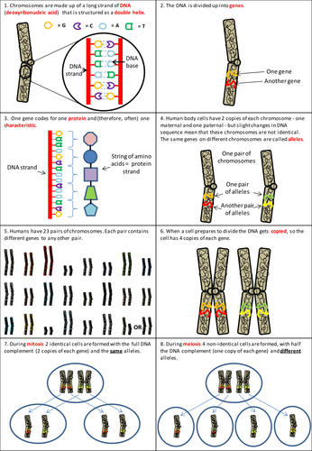 Chromosomes Sex Cells And Allele Inheritance By Uk Teaching