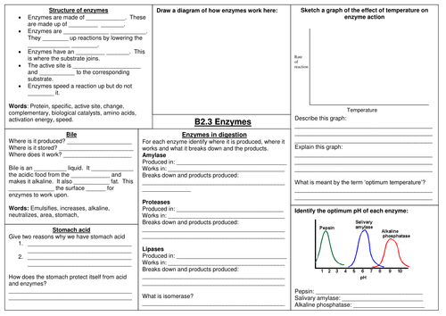 AQA Enzymes revision worksheet