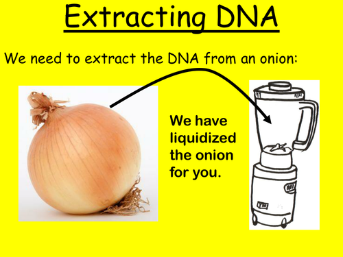 Extracting DNA